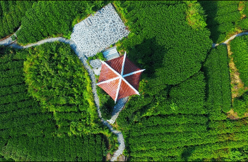 吉首市馬頸坳鎮(zhèn)隘口村是“湘西黃金茶第一村”，被譽為“全國茶旅融合十條精品線路”上的明珠。.gif